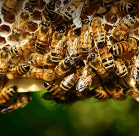 Pest control All Delhi - Cover photo