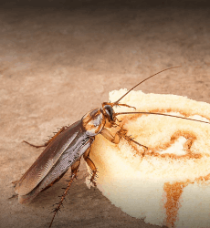 NPS commercial pest control and home sentizesen approved by government - Logo