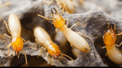 Pest Control and Termite Treatment - Logo