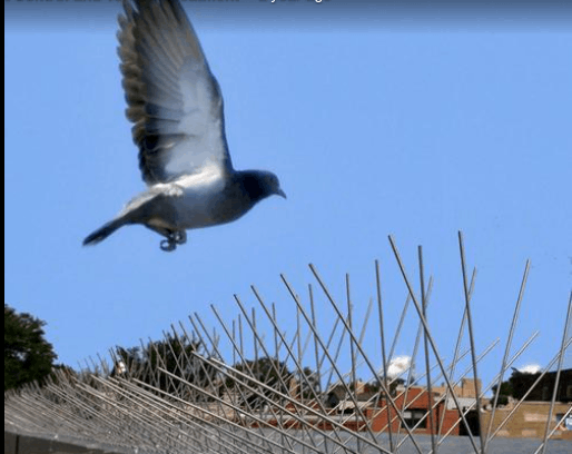 Pest Control and Termite Treatment - Cover photo