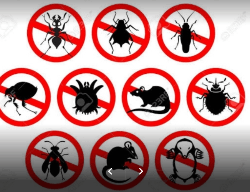 Pest Control & Management Services - Logo