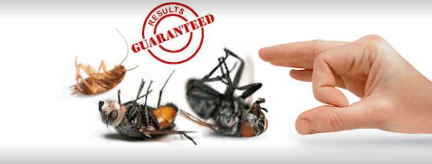 Pest Watch India - Cover photo