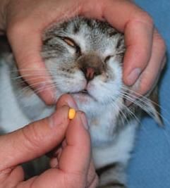 Pet-Check Pet Home Health Care Services - Cover photo
