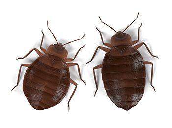 Peterborough Bed Bug - Cover photo