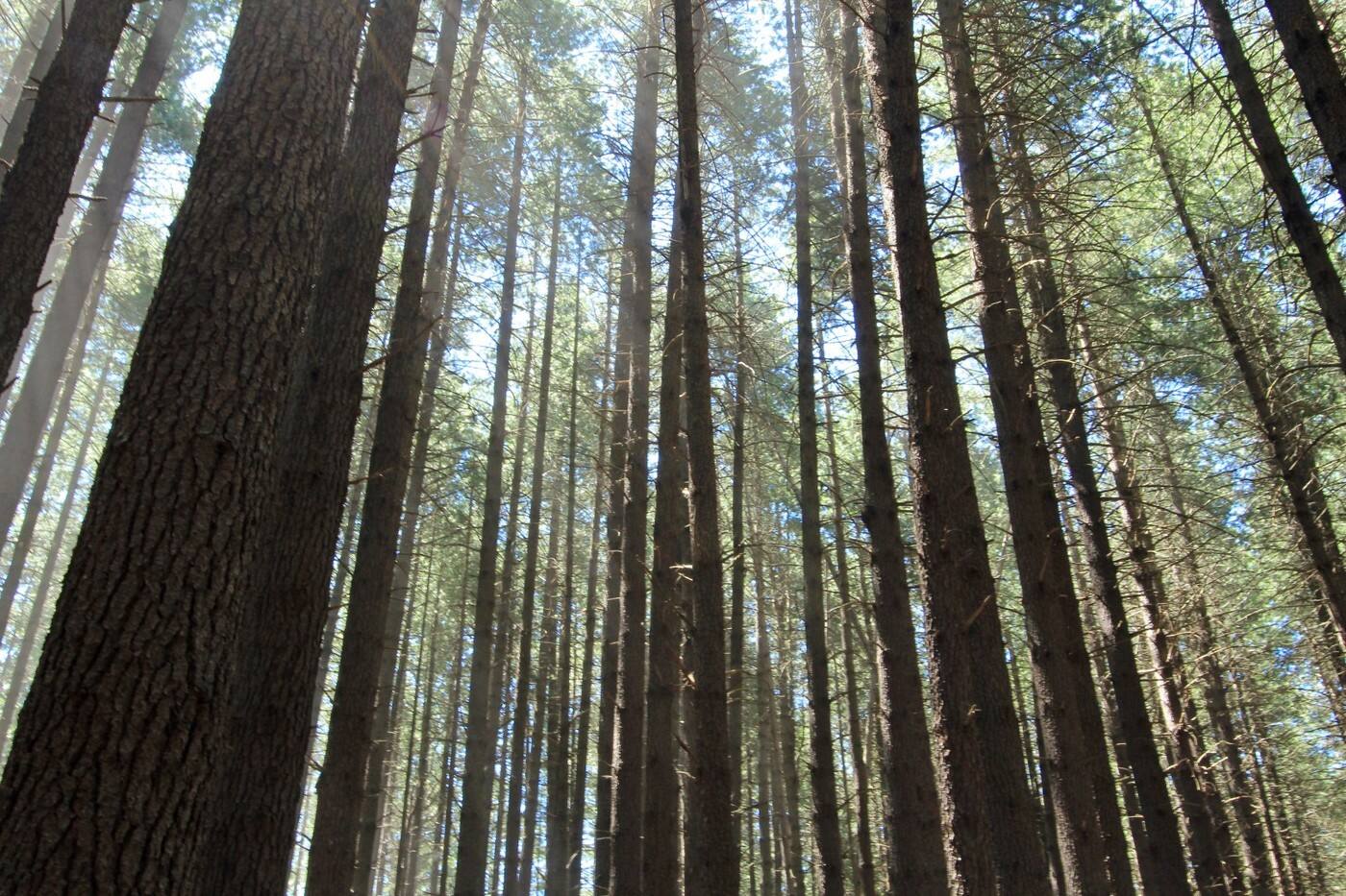 Peter Walton Tree Care Services - Cover photo