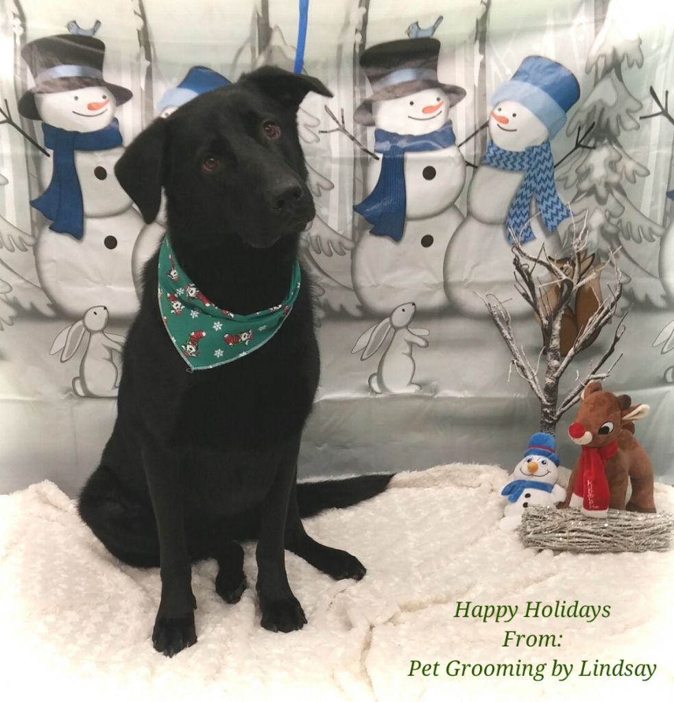 Pet Grooming by Lindsay (Ayr Animal Hospital) - Logo