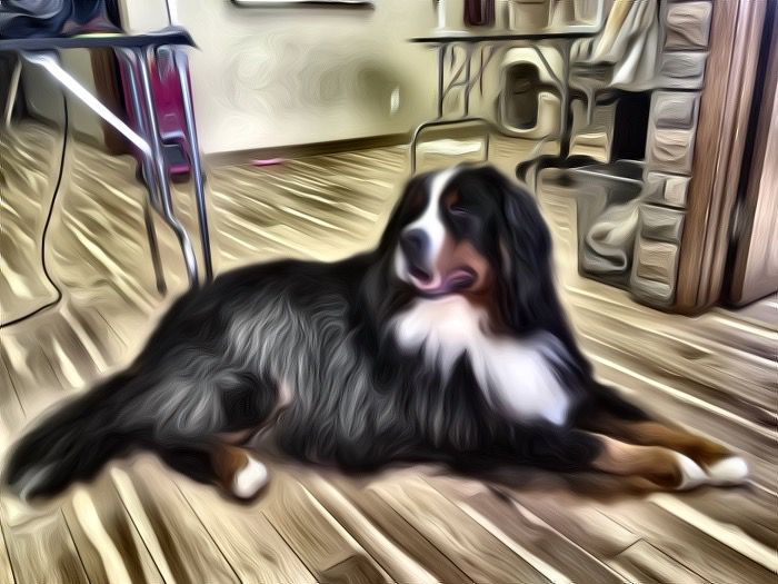 Pet Hair Everywhere Dog Grooming - Logo