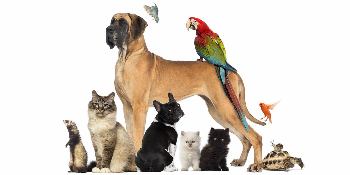 Pet Nets (WA & VIC) - Cover photo