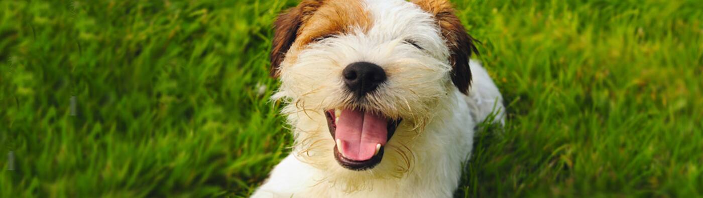 Pet Protector Hunter Valley - Logo
