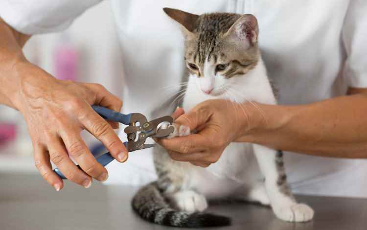 Pets 4u - Cover photo