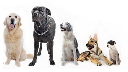 Pet Shop Doris - Logo
