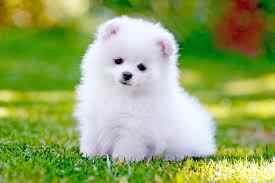 Pet Shop Greater Noida - Cover photo
