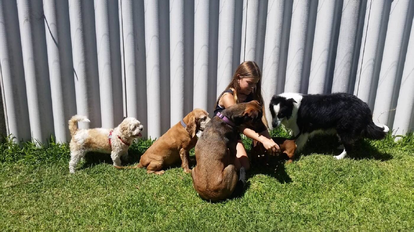 Pet Sitter Perth - Cover photo
