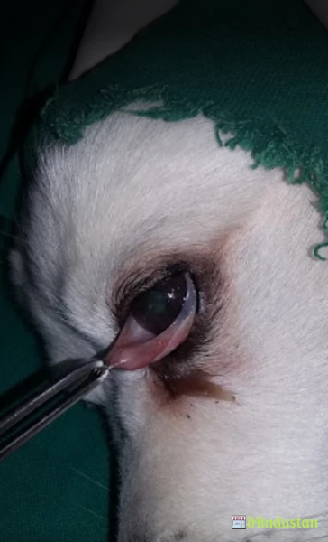 Pets & Pups Clinic - Cover photo