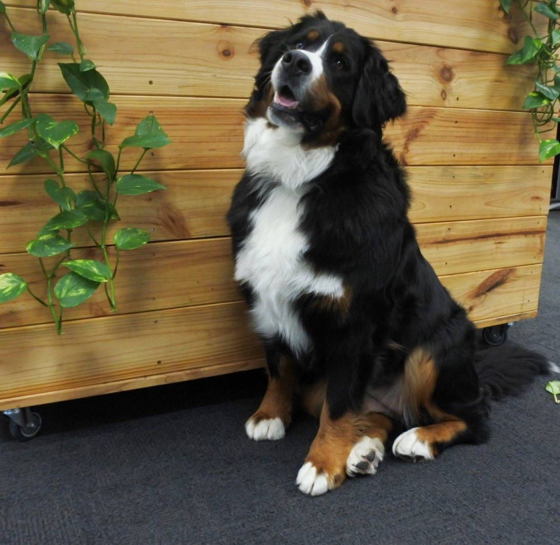 PETstock Ballarat Central - Cover photo