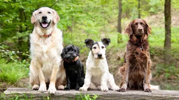 Pets World - Cover photo