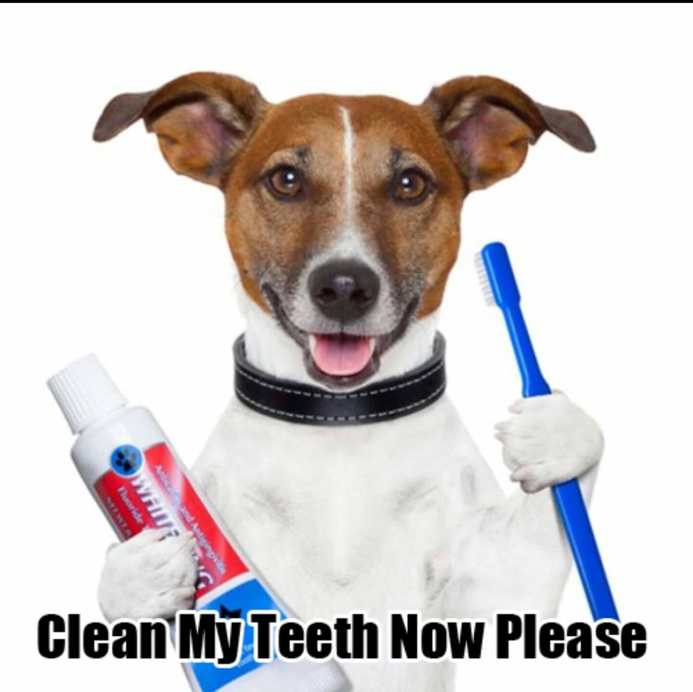 Pet Teeth Cleaning - Cover photo