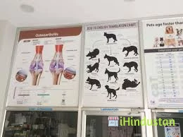 PET VET @ HOME - Logo