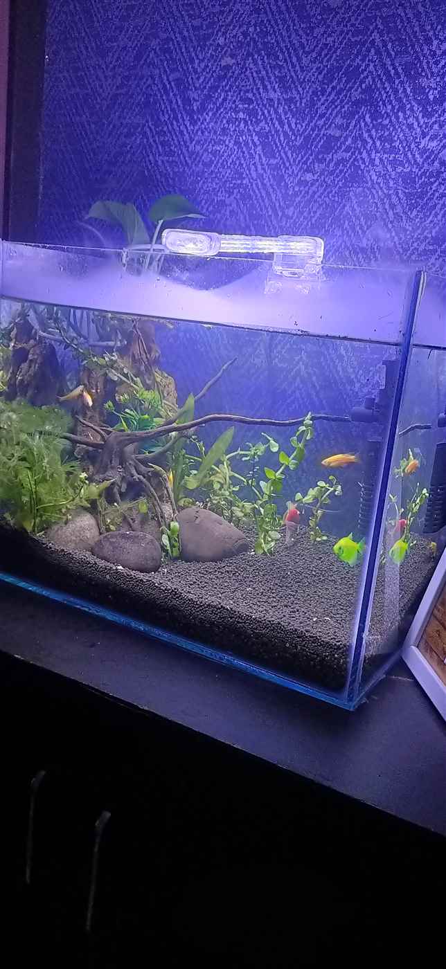 Petz Aqua - Cover photo
