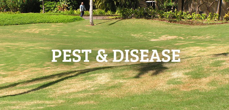 Pialba Turf Supplies - Logo