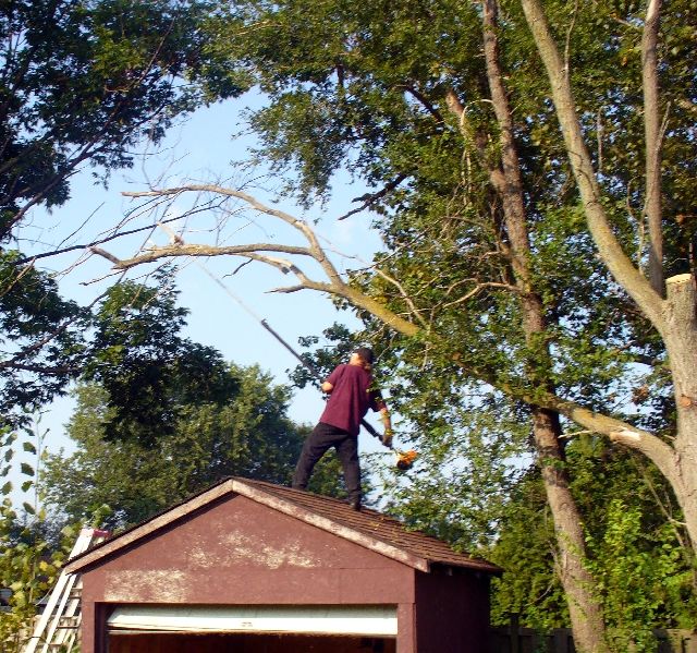 PiiPs Tree service - Logo