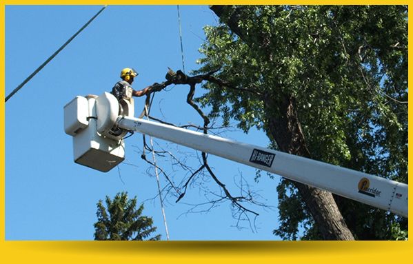 Pineridge Tree Service - Cover photo