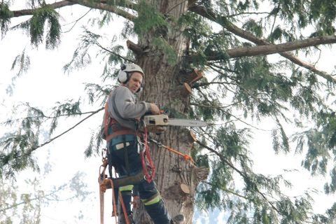 Pioneer Tree Service - Logo