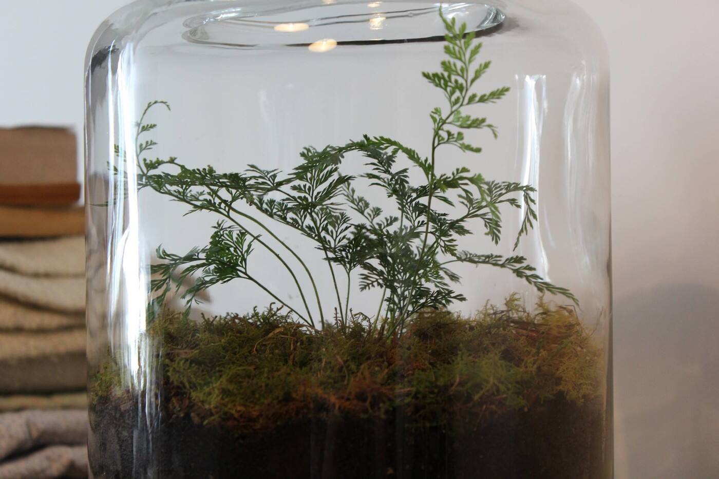Plant By Packwood - Cover photo