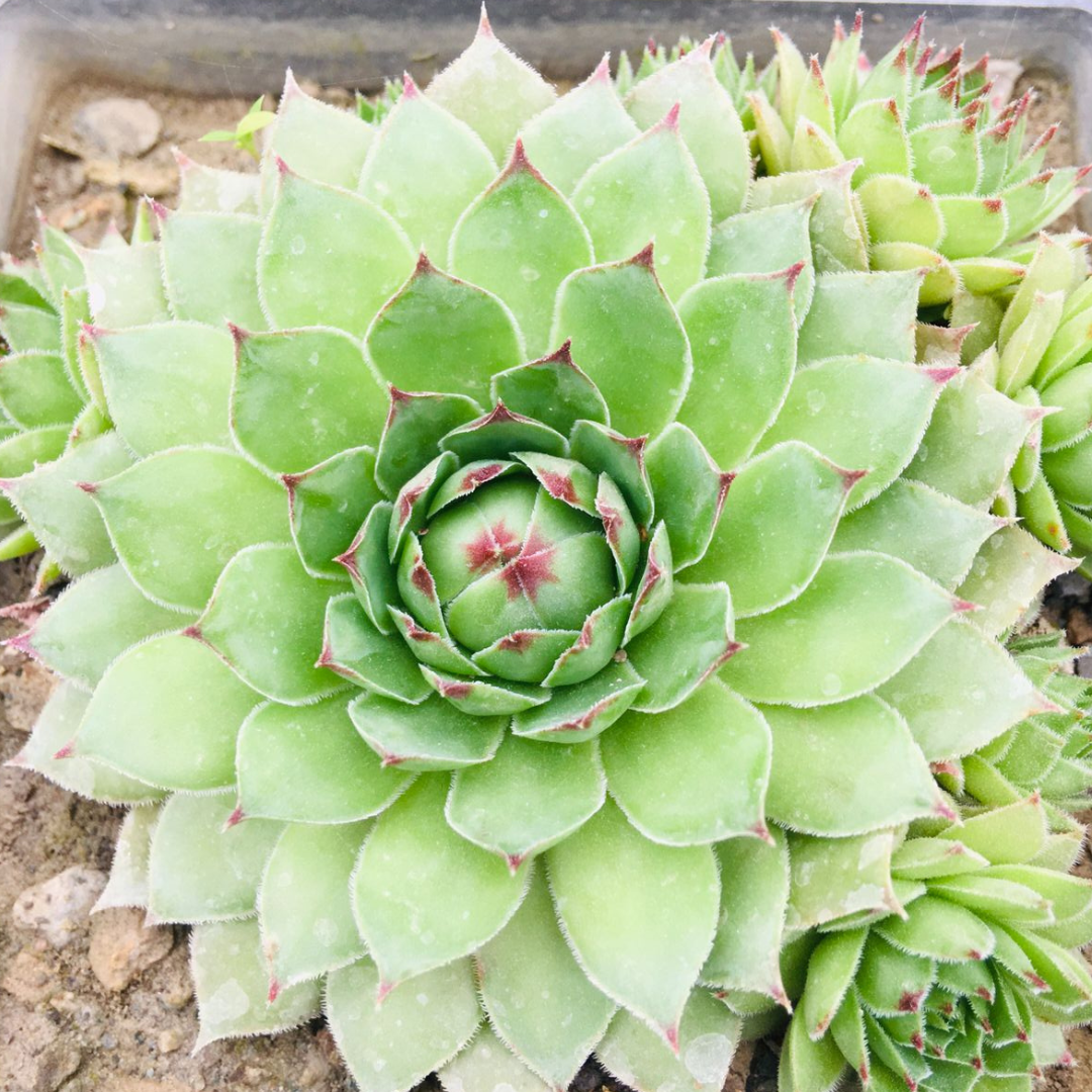 Plant Orbit - Cover photo