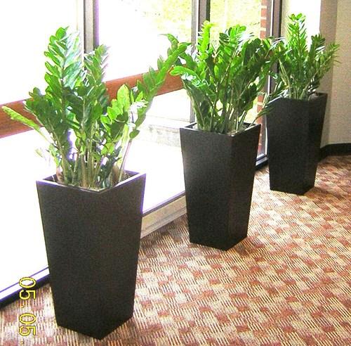 Plantscape Indoor Plant Hire - Logo