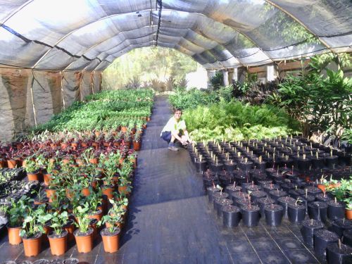 Plants of Palmwoods - Logo