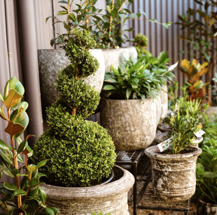 Plants On Main - Logo