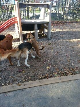 Playful Paws Inc. - Cover photo