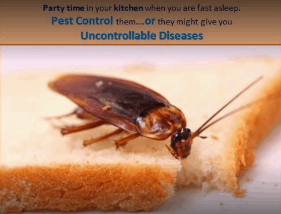 PNC Pest Control - Cover photo