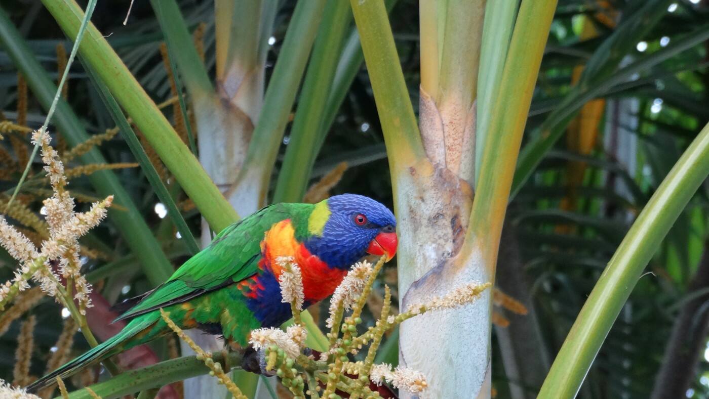 Poinciana Tourist Park - Cover photo