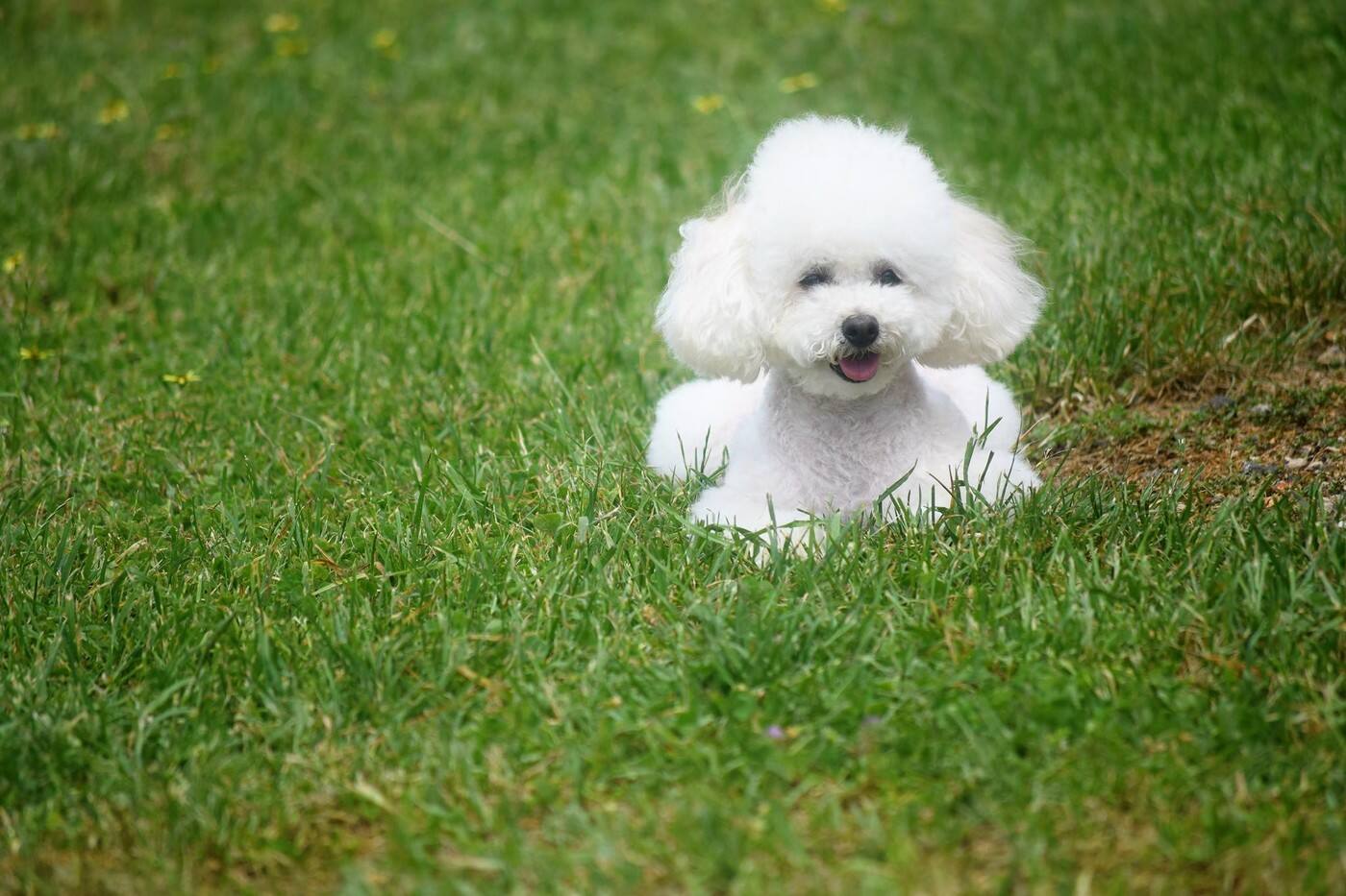 Pooches on Pakington - Cover photo