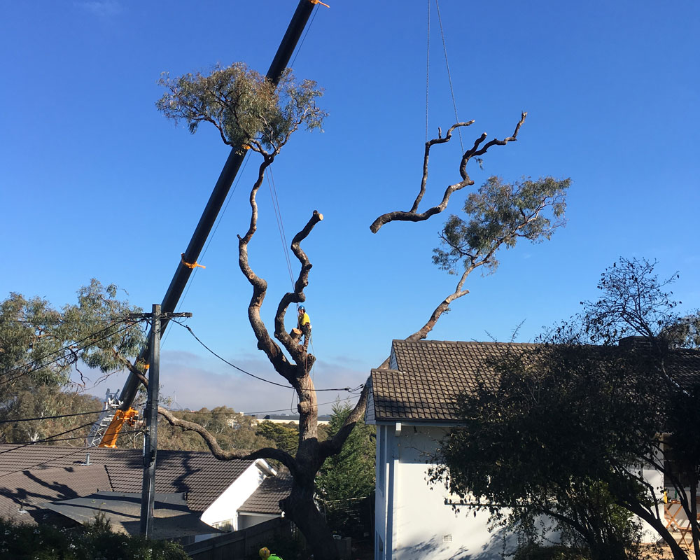 Priority Tree Care - Logo