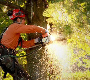 Pro-Arbres Services d&s;entretien Carol - Cover photo