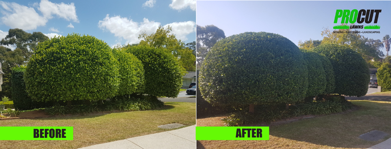 Pro Cut Lawns Lawnmowing & Garden Maintenance - Logo