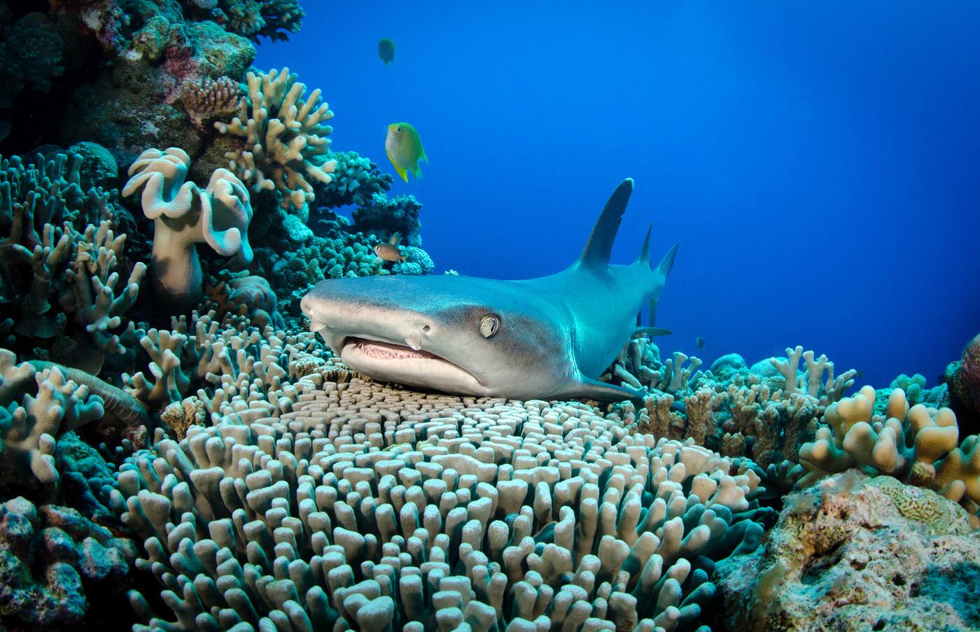 Pro Dive - Cover photo