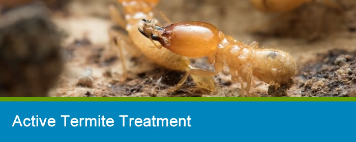 Pro Pest Control - Cover photo