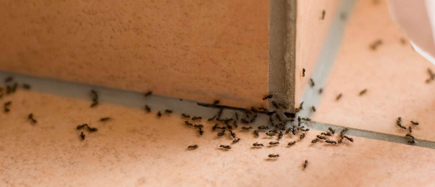 Pro Pest Control Gold Coast - Cover photo