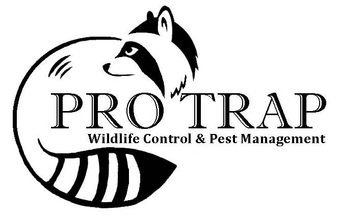 Pro Trap Wildlife Control Pest Management - Logo