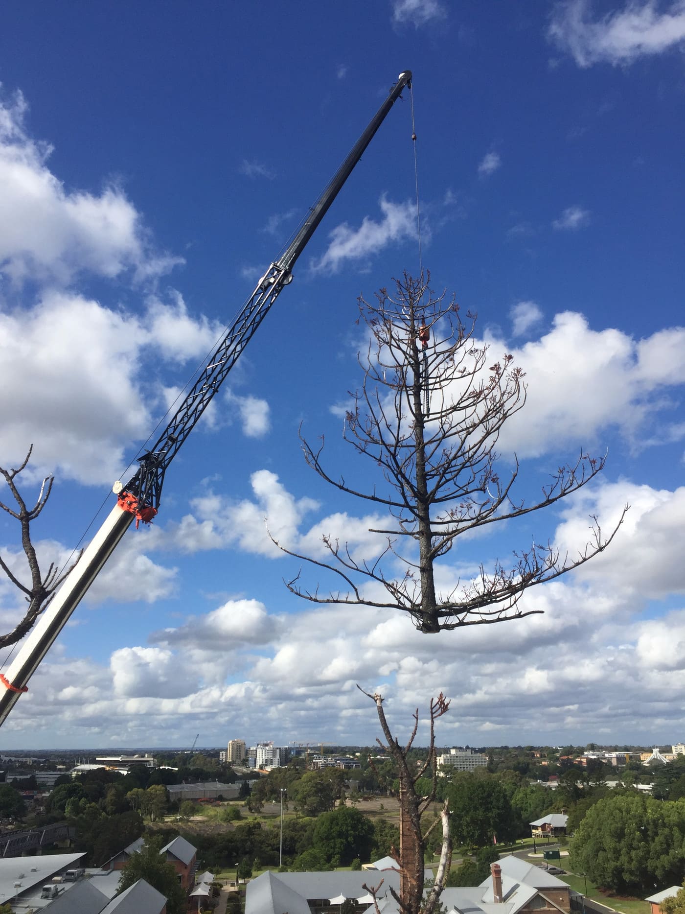 Prune Right - Cover photo