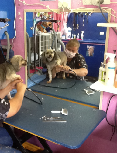 Puppies and Pooches - Cover photo