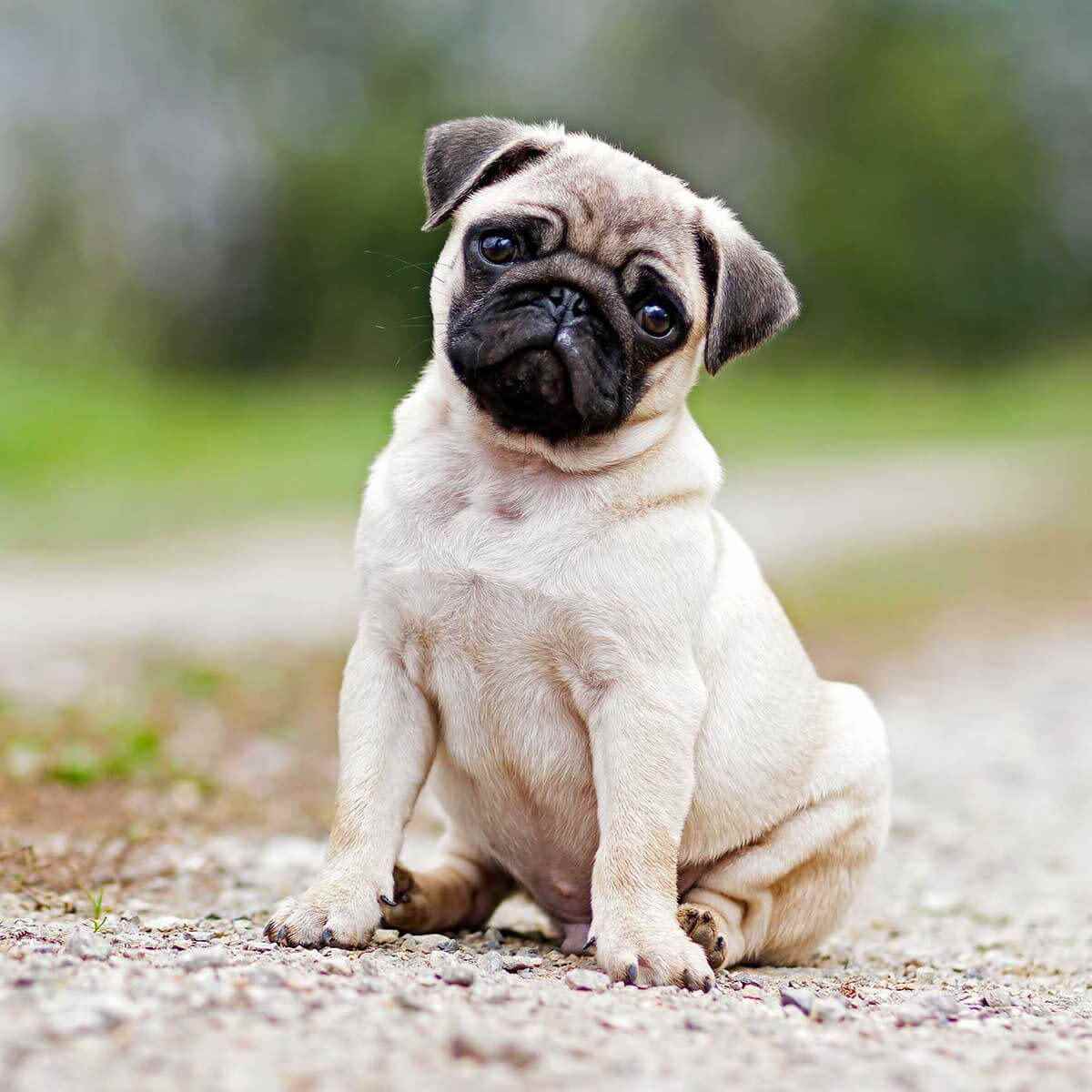 Puppies Kingdom - Cover photo