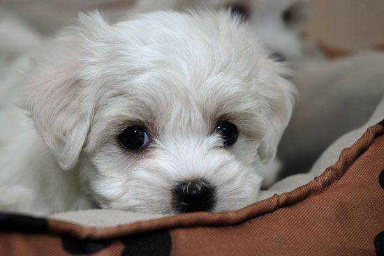 PurdyPuppy - Cover photo