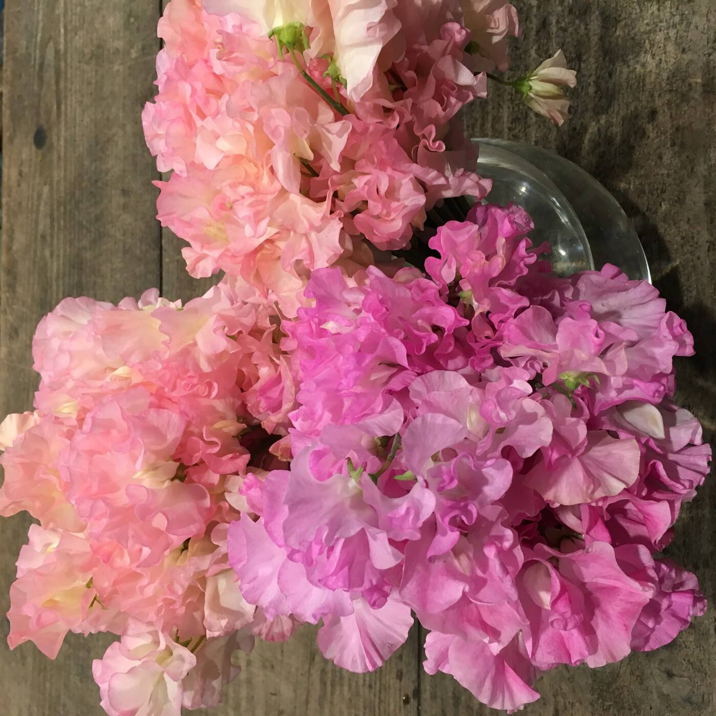Pure Flowers - Logo