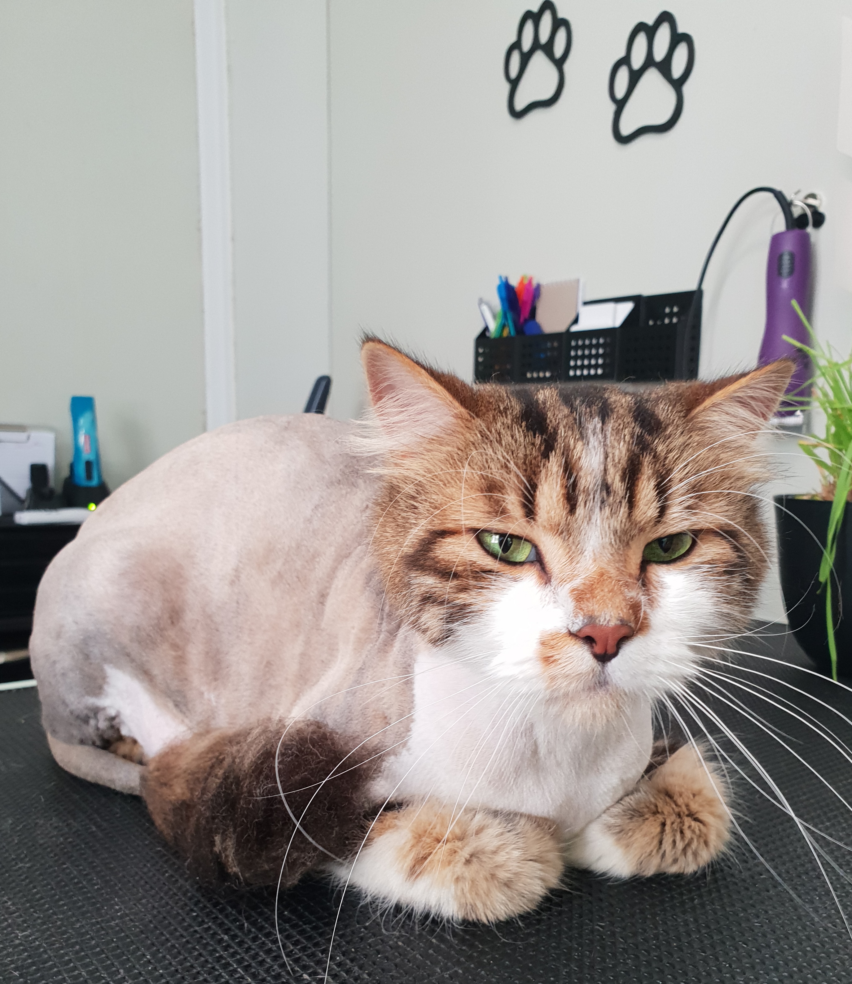 Purrfect Pet Spa - Cover photo