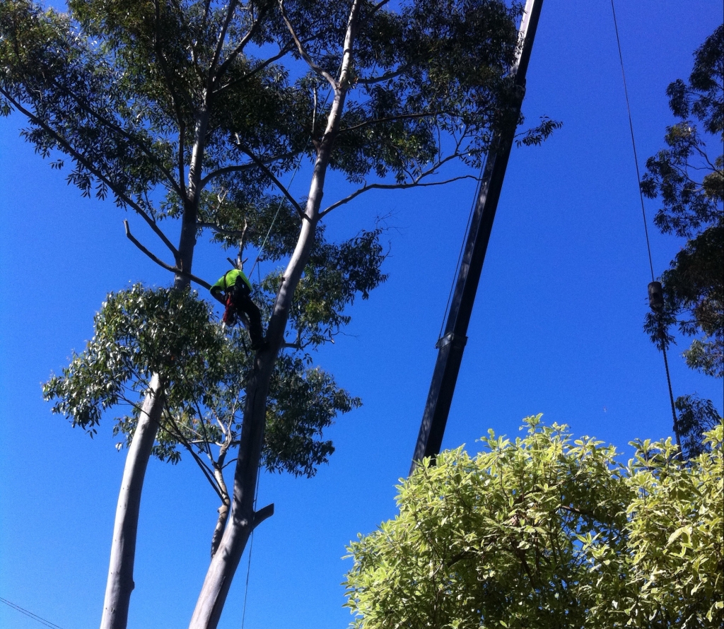 Quinn's Tree Care - Logo
